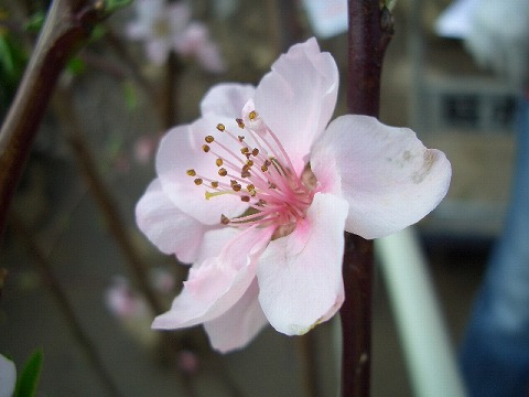 モモ 照手水密の花