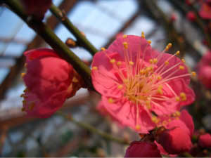 ウメ 鹿児島紅梅 花梅 緋梅系 苗 通販 苗木部 By 花ひろばオンライン