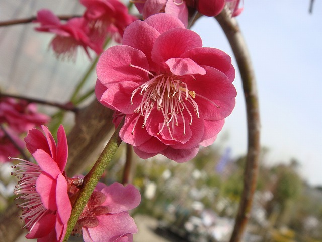 ウメ 赤 八重咲き  1