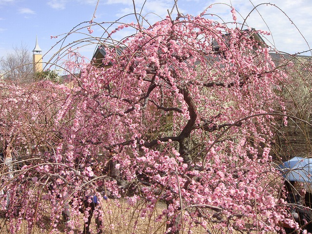 花梅　ピンクシダレ
