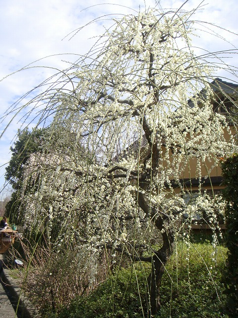 ウメ 花梅 枝垂れ梅 白 八重咲き 苗 通販 苗木部 By 花ひろばオンライン
