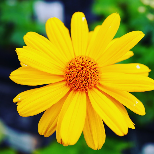 ヘリオプシス ビーナス