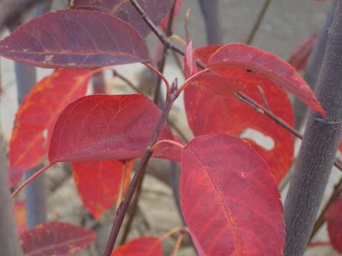 ジューンベリーの紅葉