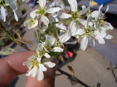 ジューンベリー ラエビススノーフレークス 1