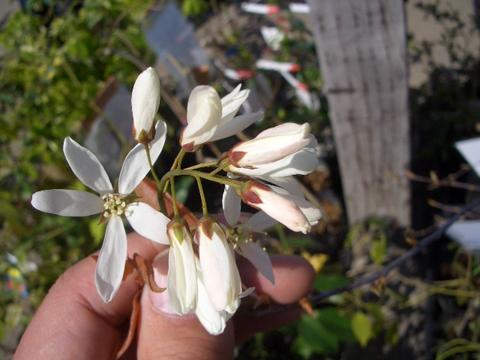 ジューンベリー チーセン 1