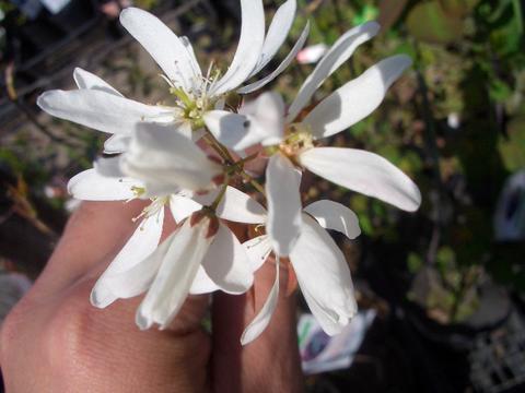 ジューンベリー ロビンヒル 4