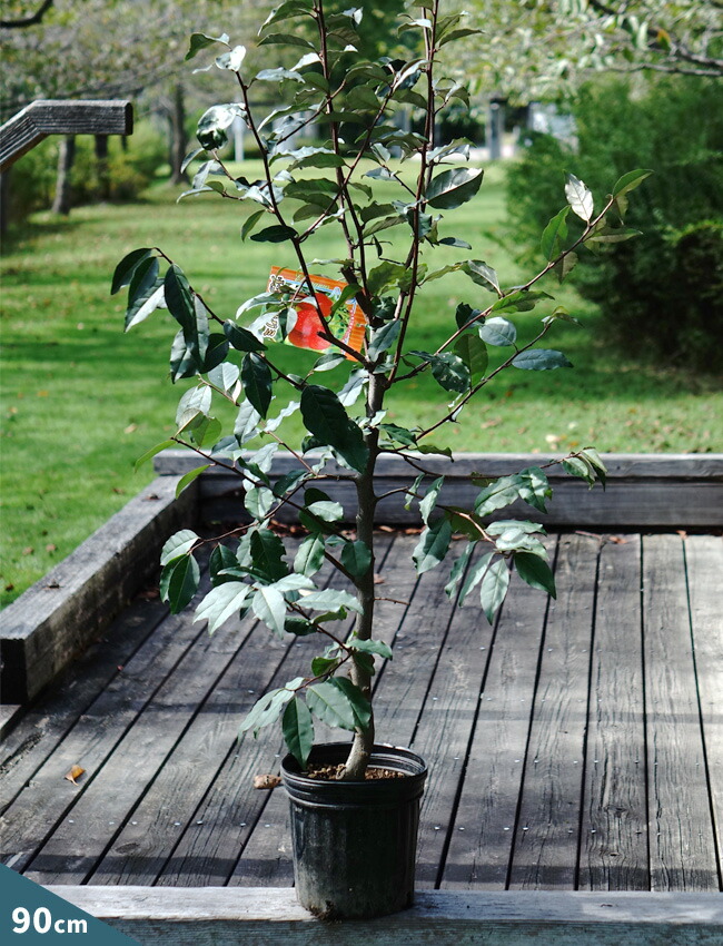 グミ 西洋グミ 苗 販売 苗木部 By 花ひろばオンライン