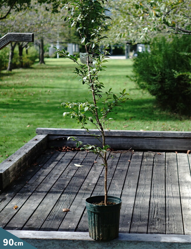 シャラノキ 夜明け前 苗 販売 苗木部 By 花ひろばオンライン