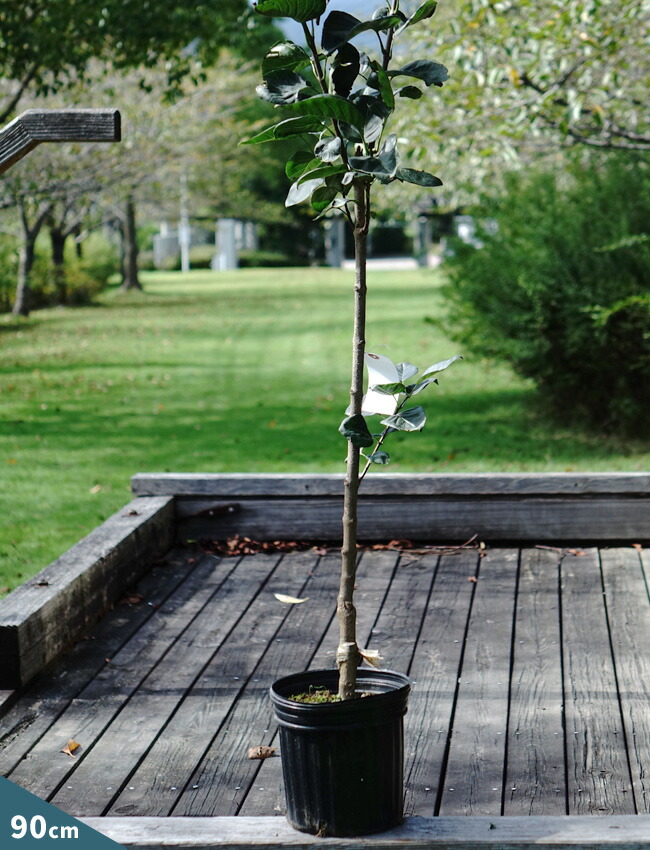 ライラック センセーション 苗 販売 苗木部 By 花ひろばオンライン