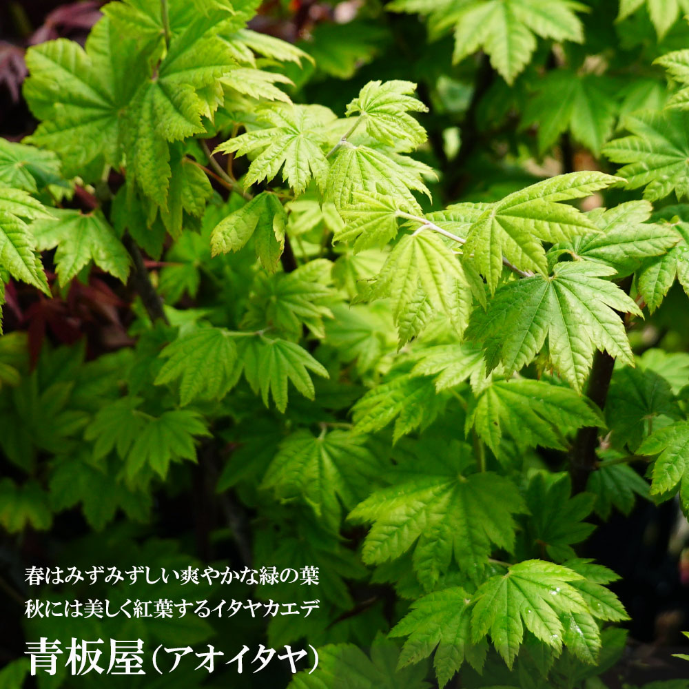 カエデ・もみじ 青板屋 ハイチワカエデ系の通販 苗木部 By 花ひろば