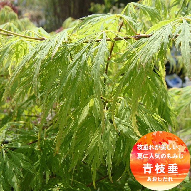 モミジ　青しだれ