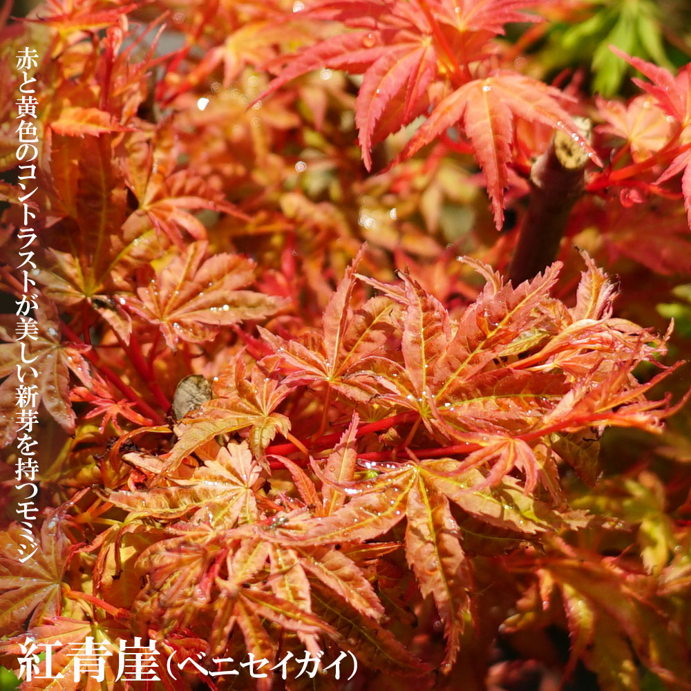 もみじ　紅青崖