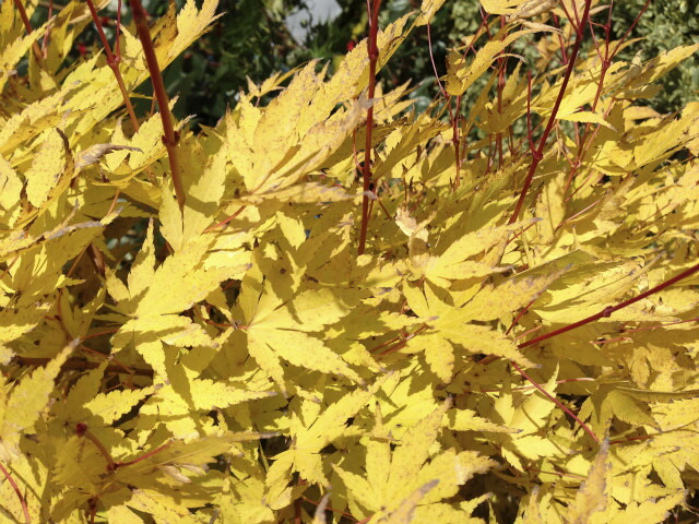 カエデ・もみじ 美峰 3