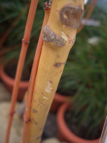 カエデ・もみじ 美峰 2