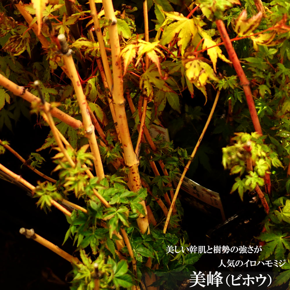 カエデ・もみじ 美峰 