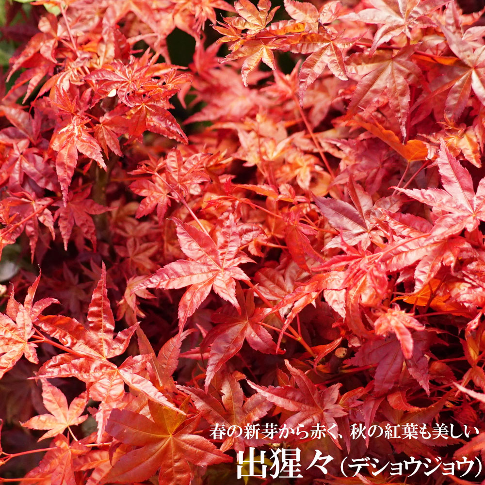 もみじ　出猩々の新芽