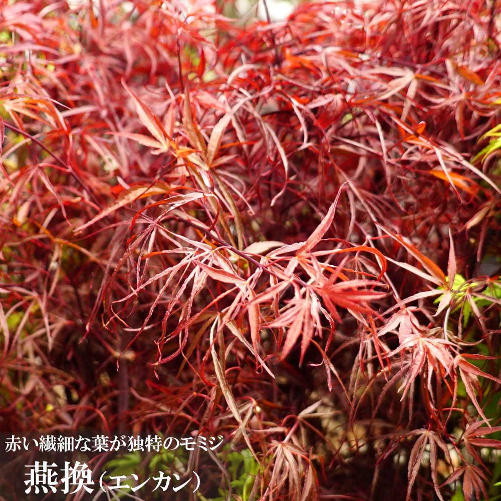 カエデ・もみじ オオモミジ系 燕換の通販 苗木部 By 花ひろばオンライン