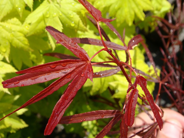 モミジ 燕換（エンカン）