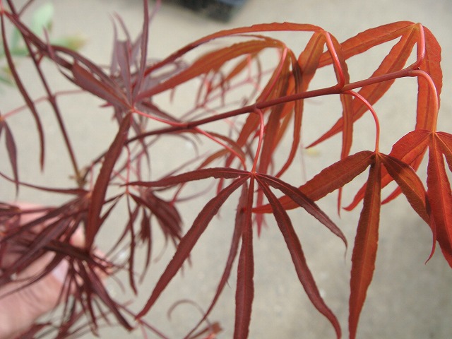 カエデ・もみじ 燕換 