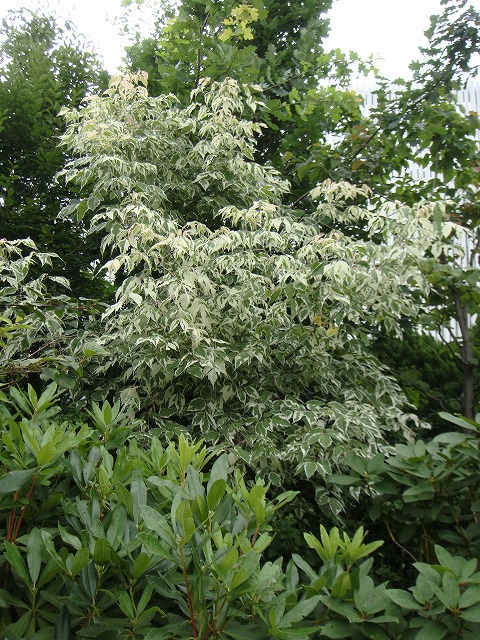 ネグンドカエデ フラミンゴ 2