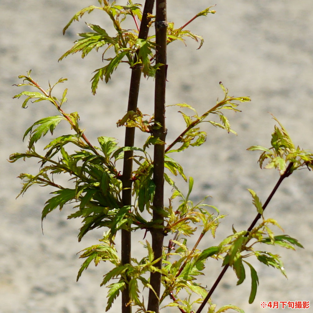 モミジ 羽衣（ハゴロモ）