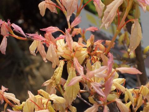 トウカエデ 花散里 （メイプルレインボー） の芽出し・新芽
