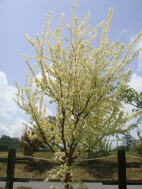トウカエデ 花散里 （メイプルレインボー） 1