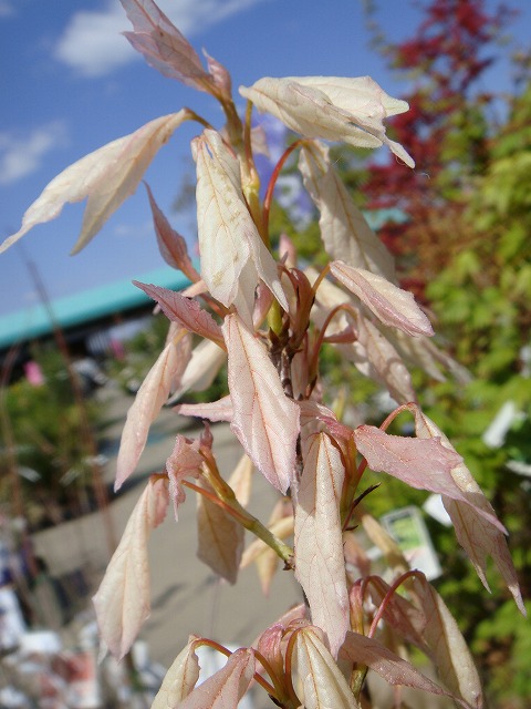 トウカエデ 花散里 （メイプルレインボー） 3