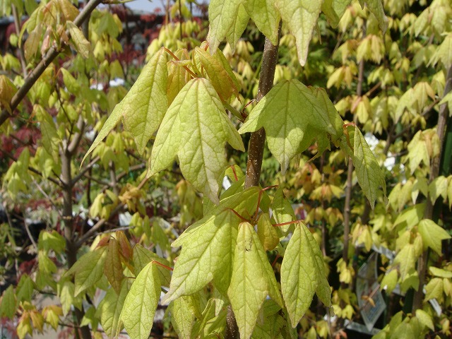 トウカエデ 花散里 （メイプルレインボー） 4