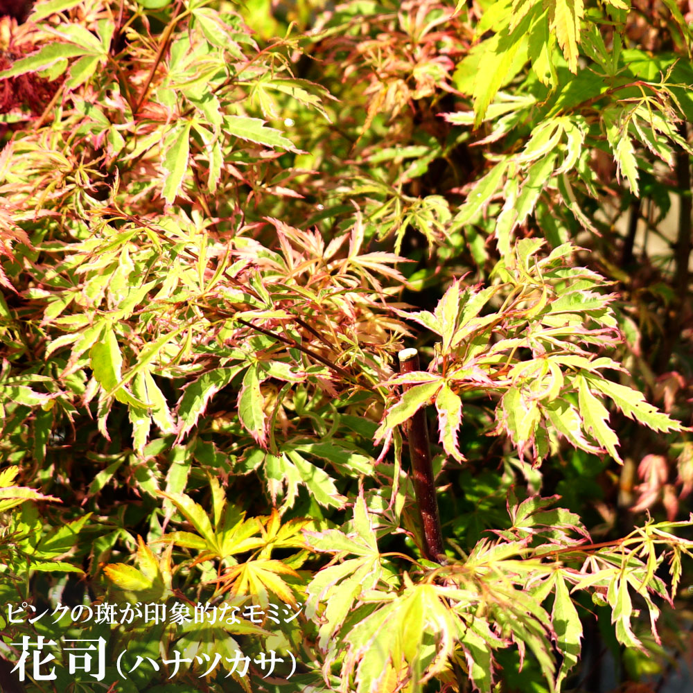 カエデ・もみじ 花司 イロハモミジ系 苗 販売 苗木部 By 花ひろば