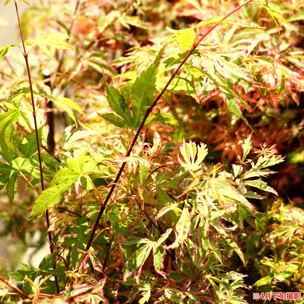 モミジ 花司（ハナツカサ）