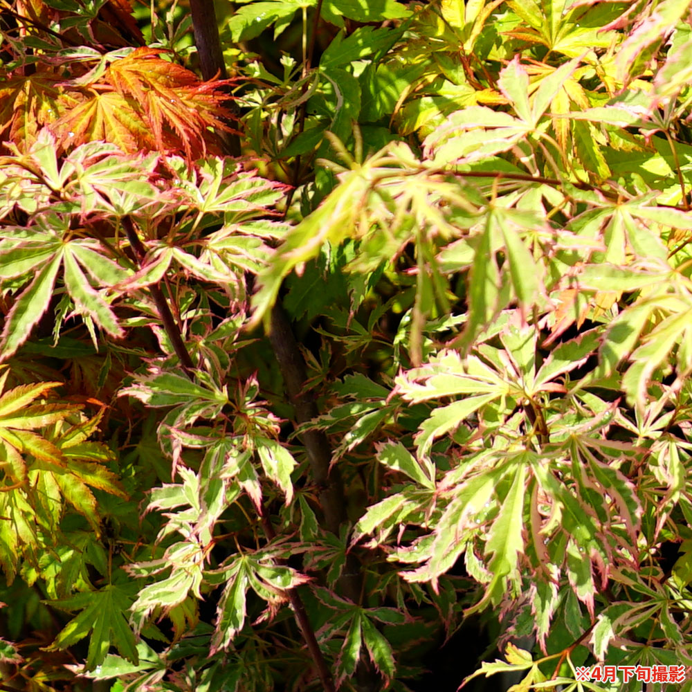 モミジ 花司（ハナツカサ）