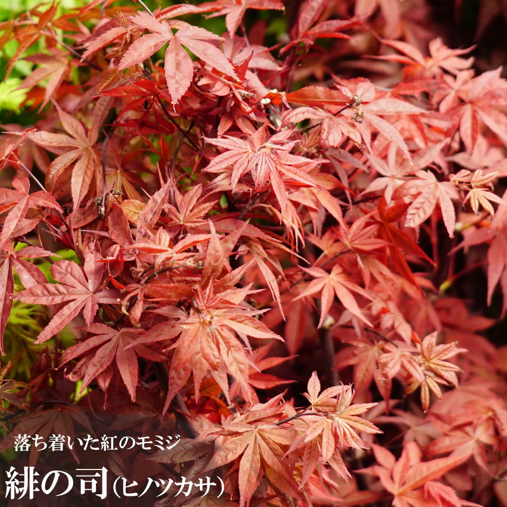 カエデ・もみじ 緋の司 オオモミジ系 苗 販売 苗木部 By 花ひろば