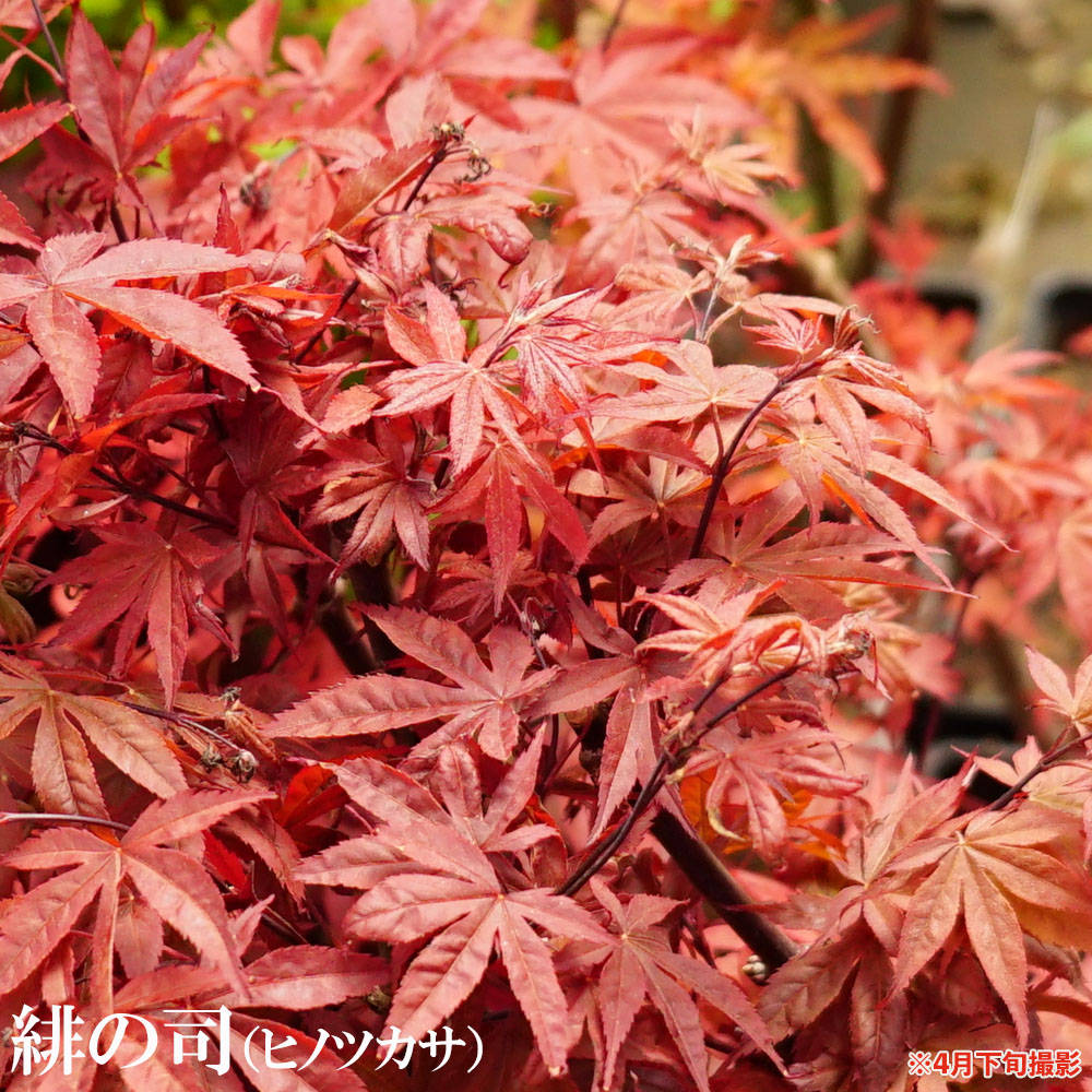 カエデ・もみじ 緋の司 オオモミジ系 苗 販売 苗木部 By 花ひろば