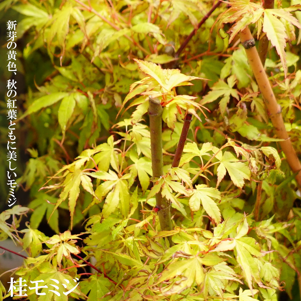 カエデ・もみじ イロハモミジ系 桂 苗 通販 苗木部 By 花ひろばオンライン