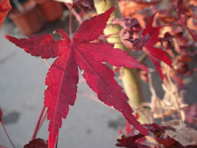 桂モミジ　真っ赤
