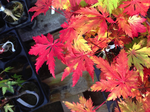 カエデ・もみじ ヤマモミジ系 黄八条 苗 販売 苗木部 By 花ひろば