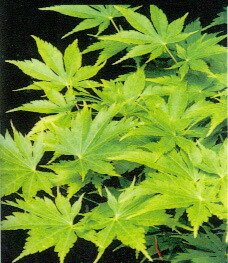 カエデ・もみじ ヤマモミジ系 黄八条 苗 販売 苗木部 By 花ひろば