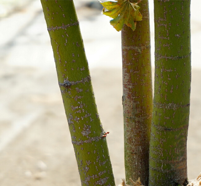 コハウチワカエデ 株立ち