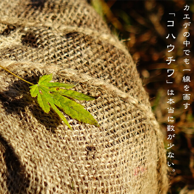 稀少なコハウチワカエデ