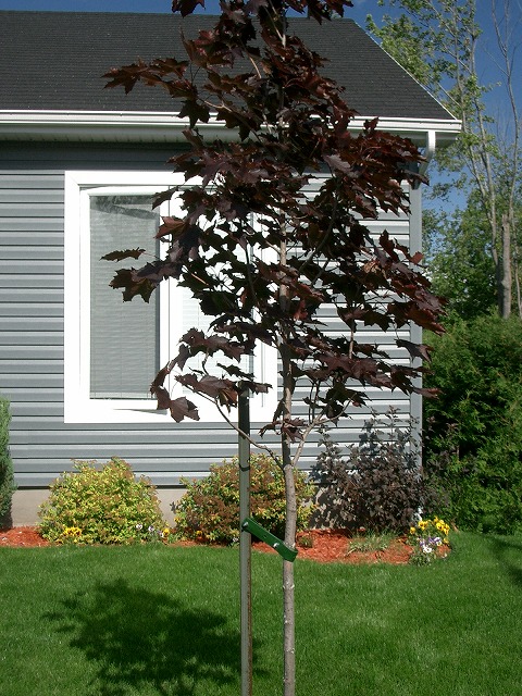   \“クリムゾンキング”