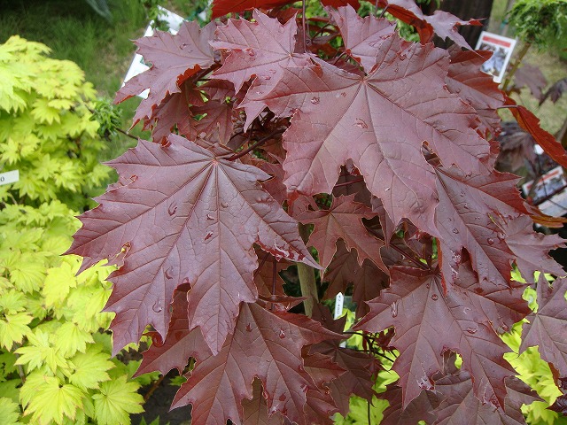  ノルウェーカエデ クリムゾンキング