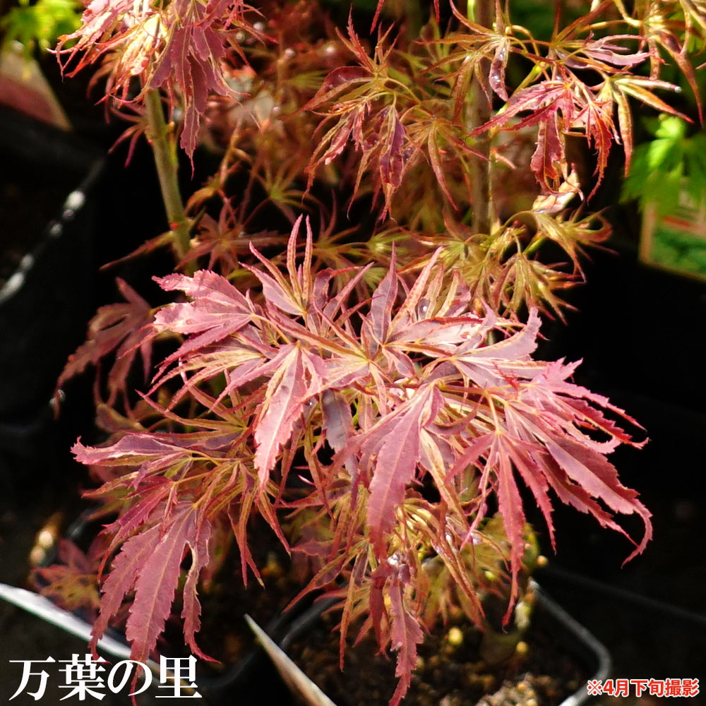 モミジ 万葉の里 3