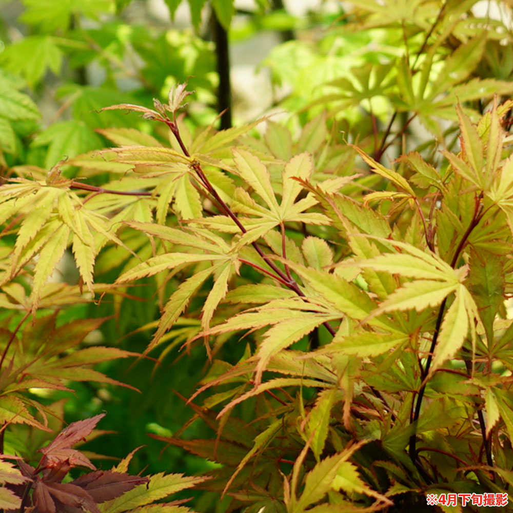 モミジ 松風（まつかぜ）の新緑