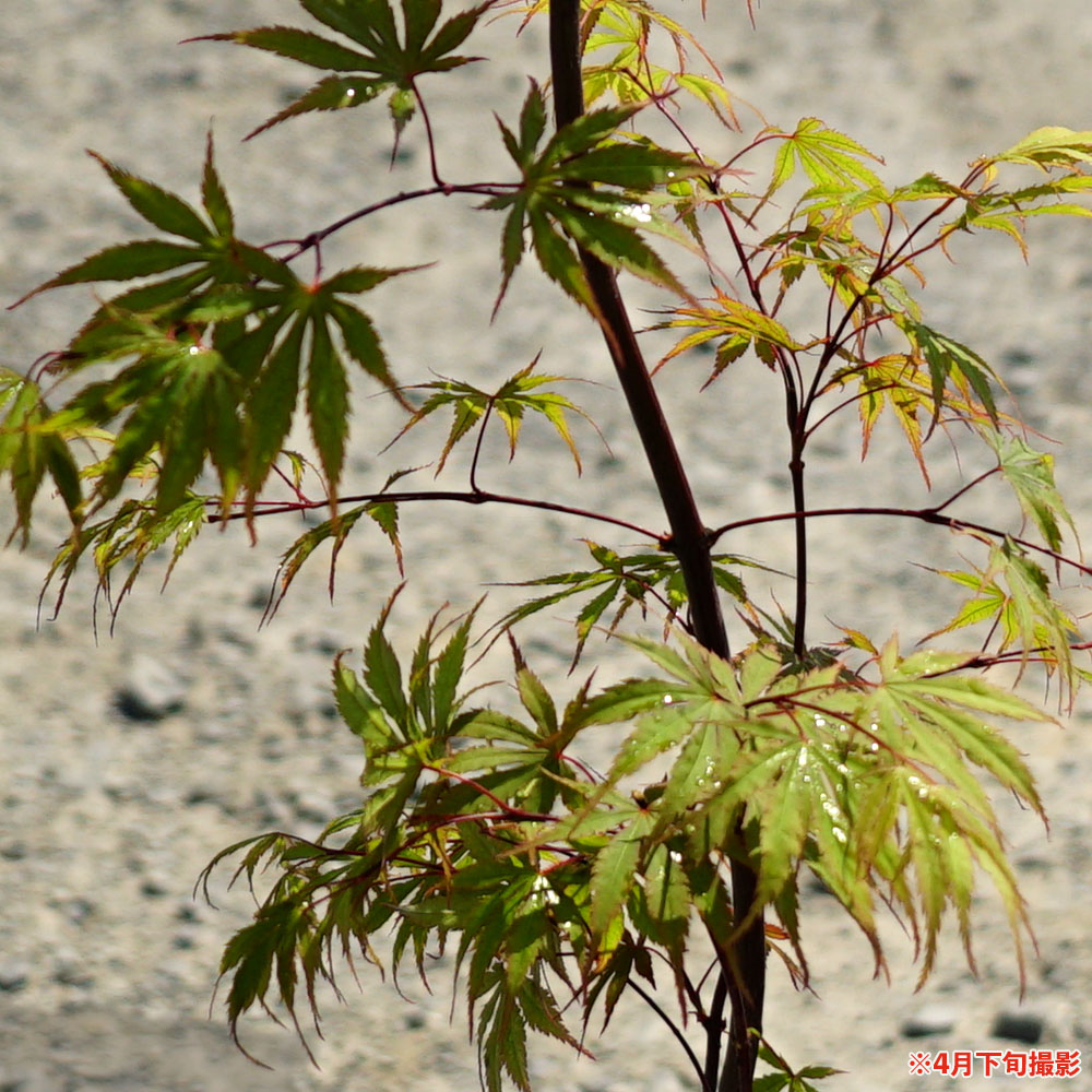 モミジ 松風（まつかぜ）