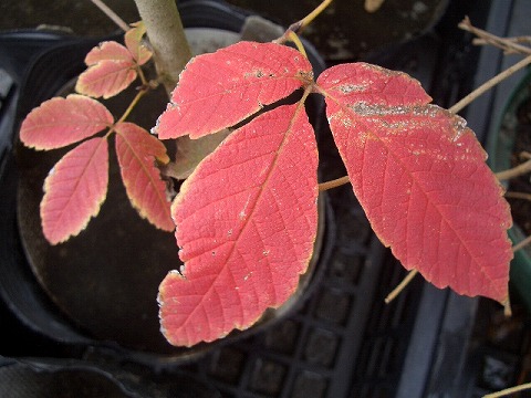 メグスリノキ 苗 販売 苗木部 By 花ひろばオンライン