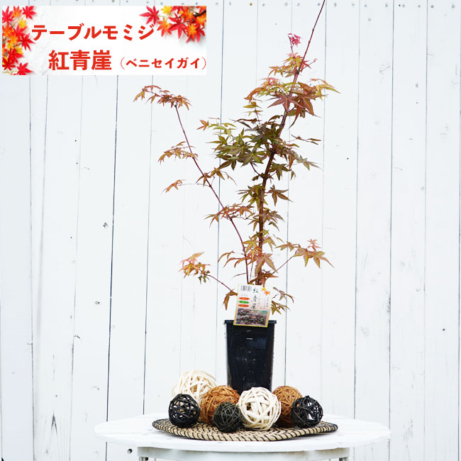 カエデ・もみじ 紅青崖 イロハモミジ系 苗 販売 苗木部 By 花ひろば