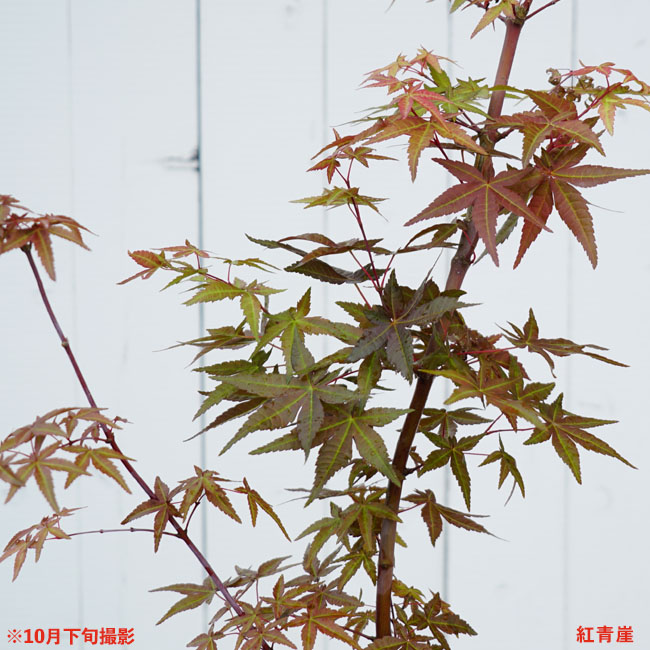 モミジ 【紅青崖（ベニセイガイ）】 