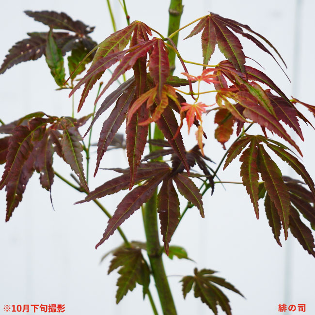 カエデ・もみじ 緋の司 。夏の緑葉から徐々に紅葉していきます。