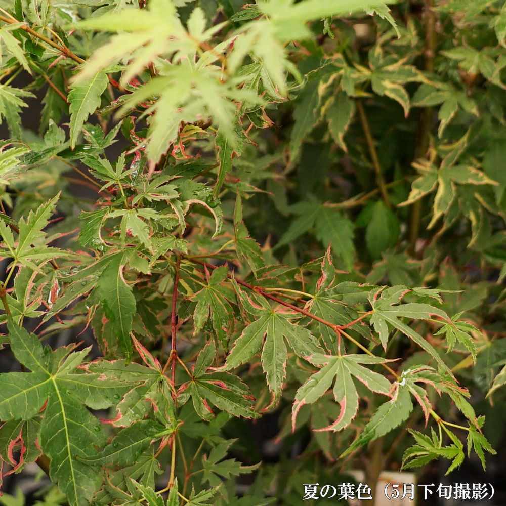 カエデ・もみじ イロハモミジ系 限り錦の通販 苗木部 By 花ひろば